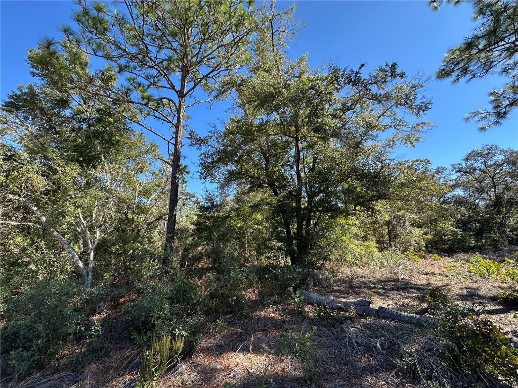 TBD NE 86th Street Bronson FL 32621 OM708070 image5