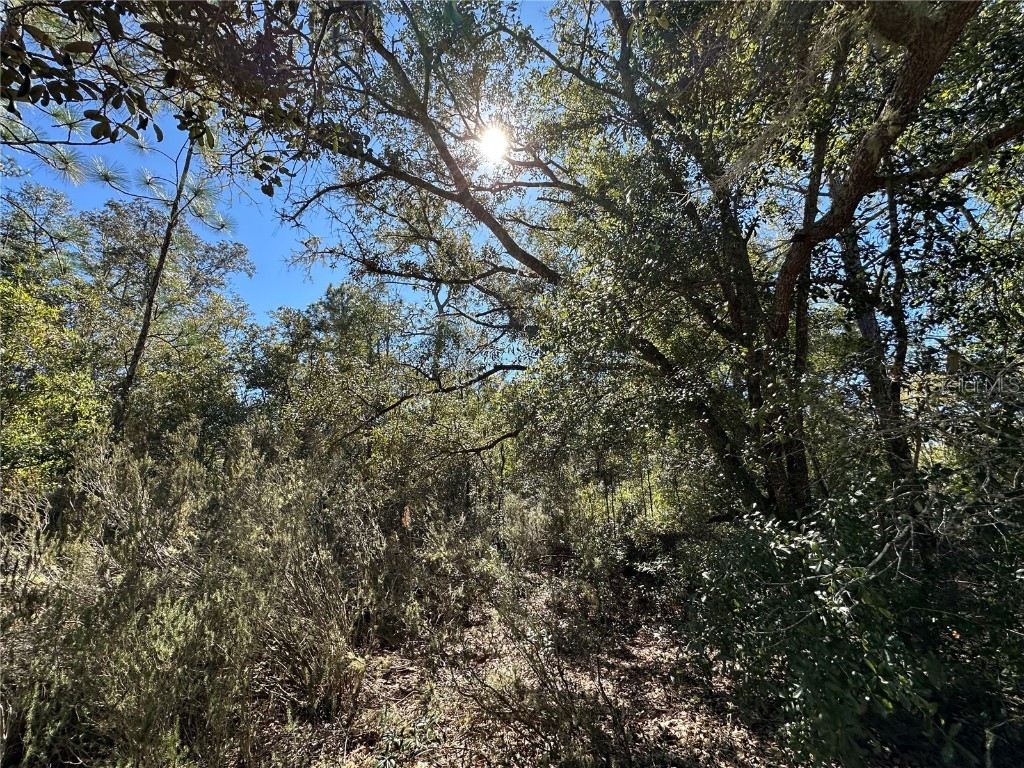 TBD NE 86th Street Bronson FL 32621 OM708070 image7