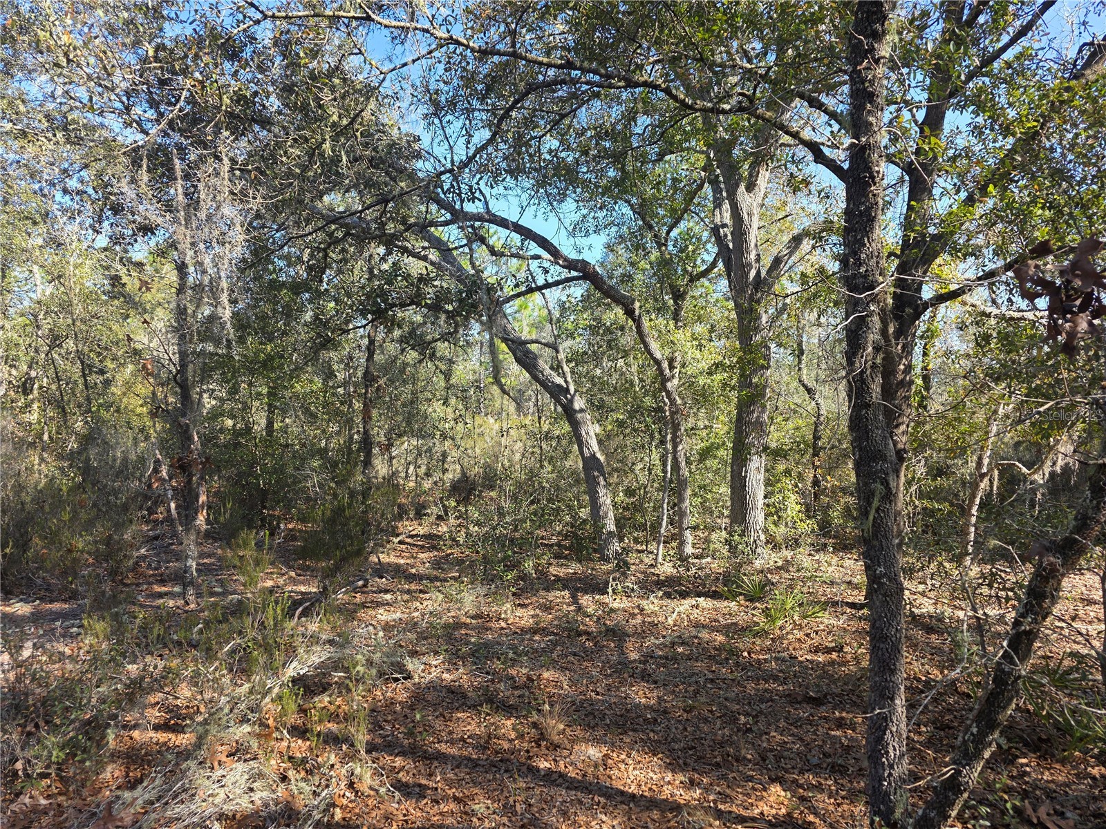 TBD NE 87th Place Bronson FL 32621 OM718905 image1