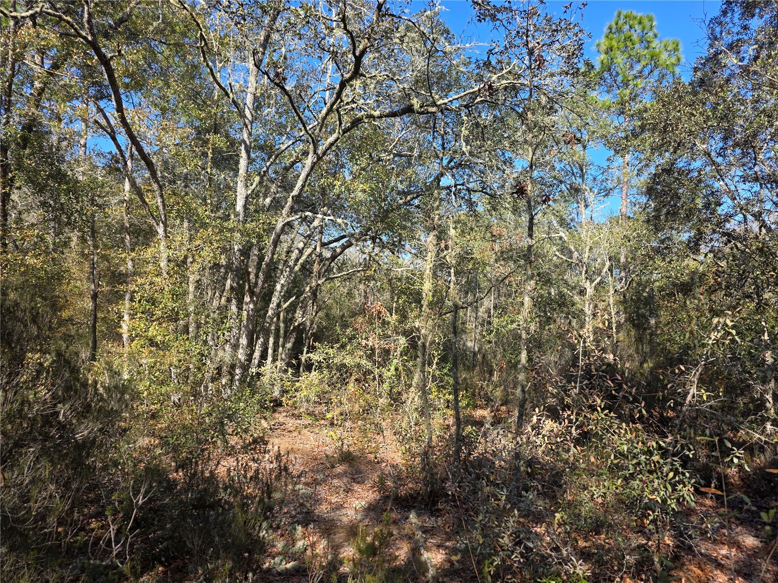 TBD NE 87th Place Bronson FL 32621 OM718905 image6