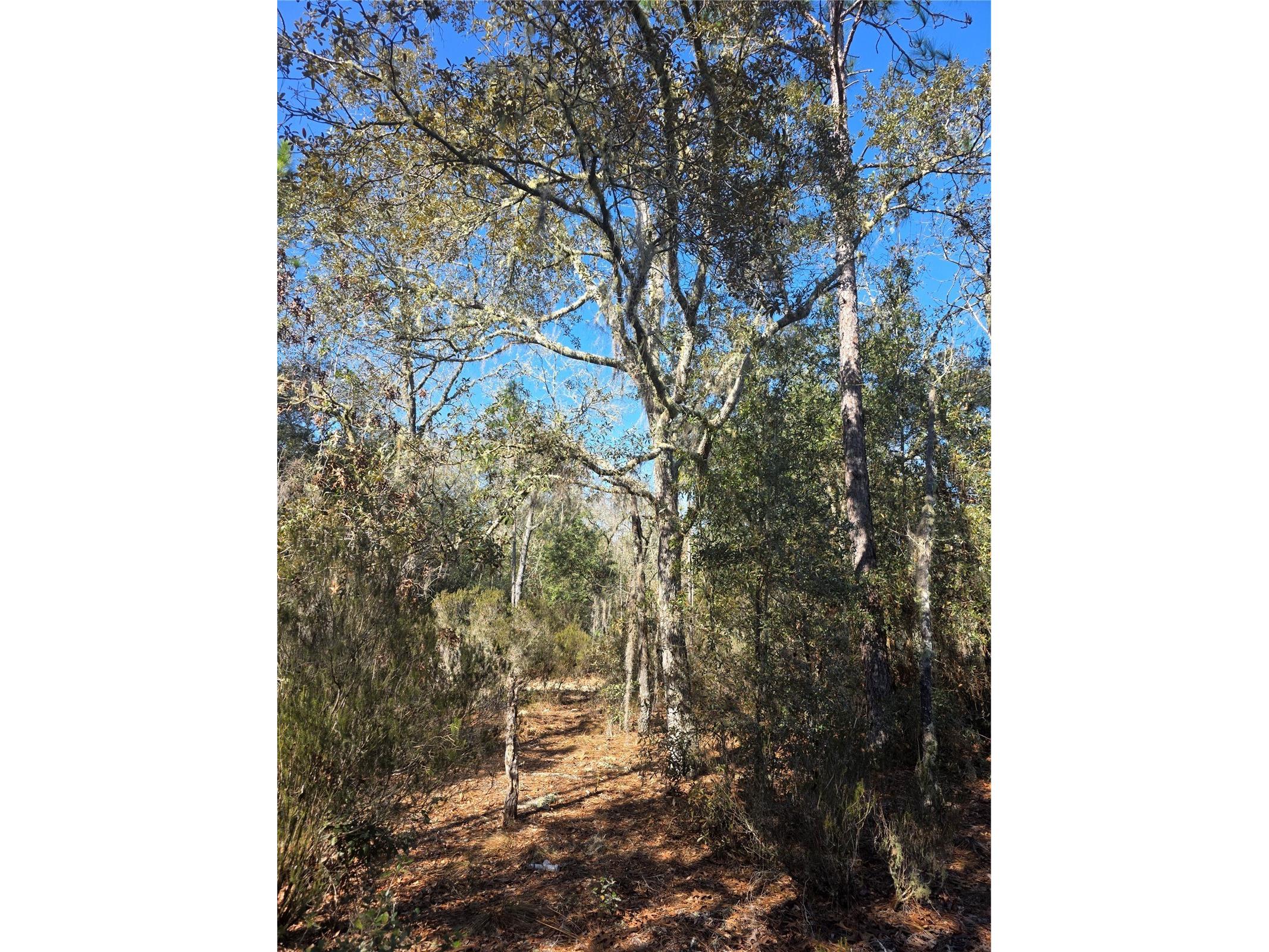 TBD NE 87th Place Bronson FL 32621 OM718905 image7