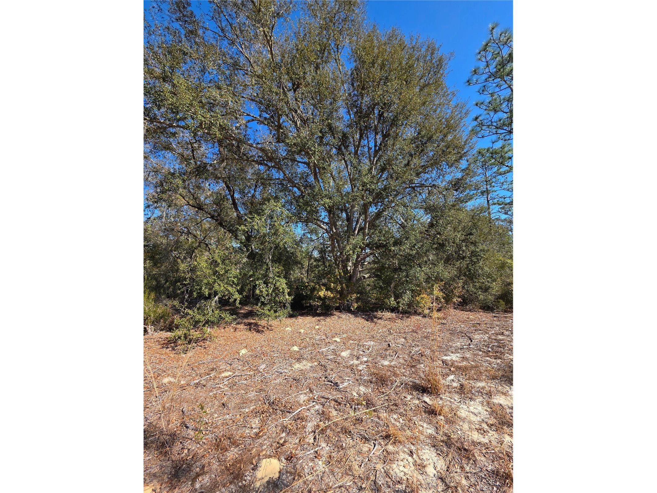 TBD NE 87th Place Bronson FL 32621 OM718905 image9