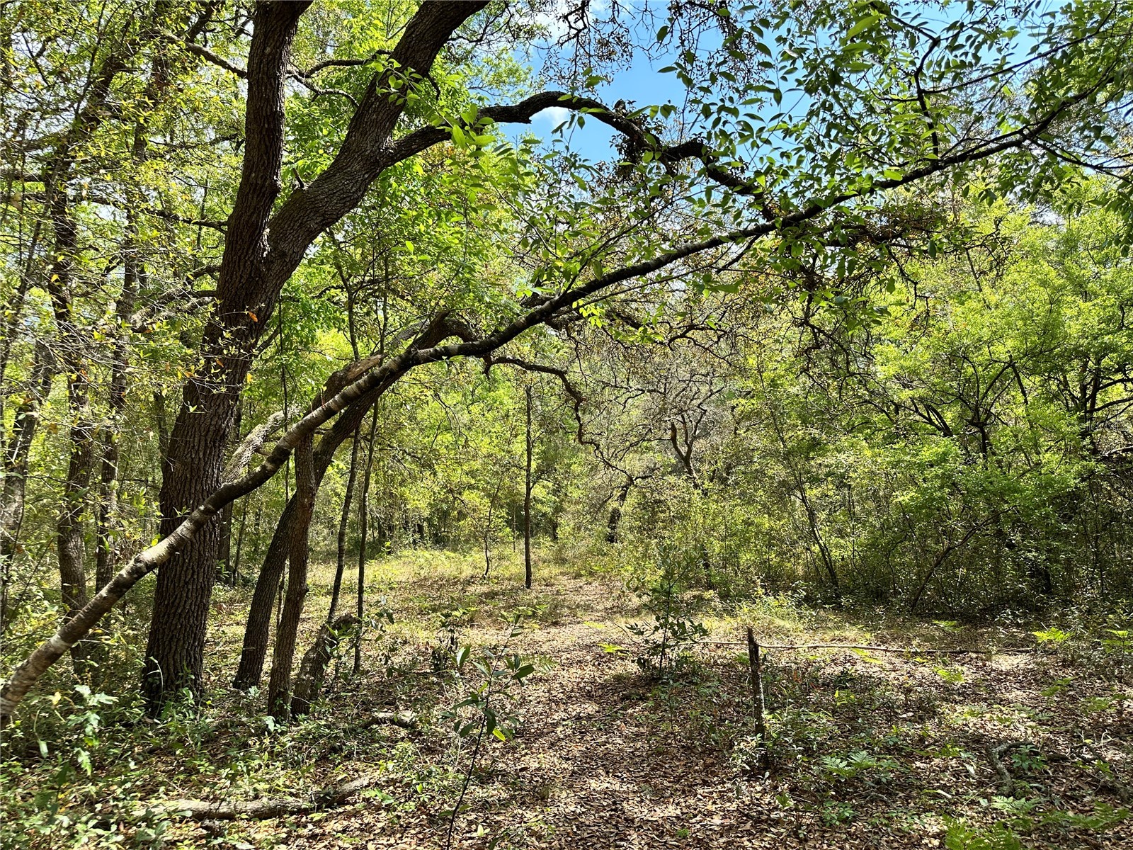 TBD NE 9th Street Williston FL 32696 OM721395 image1