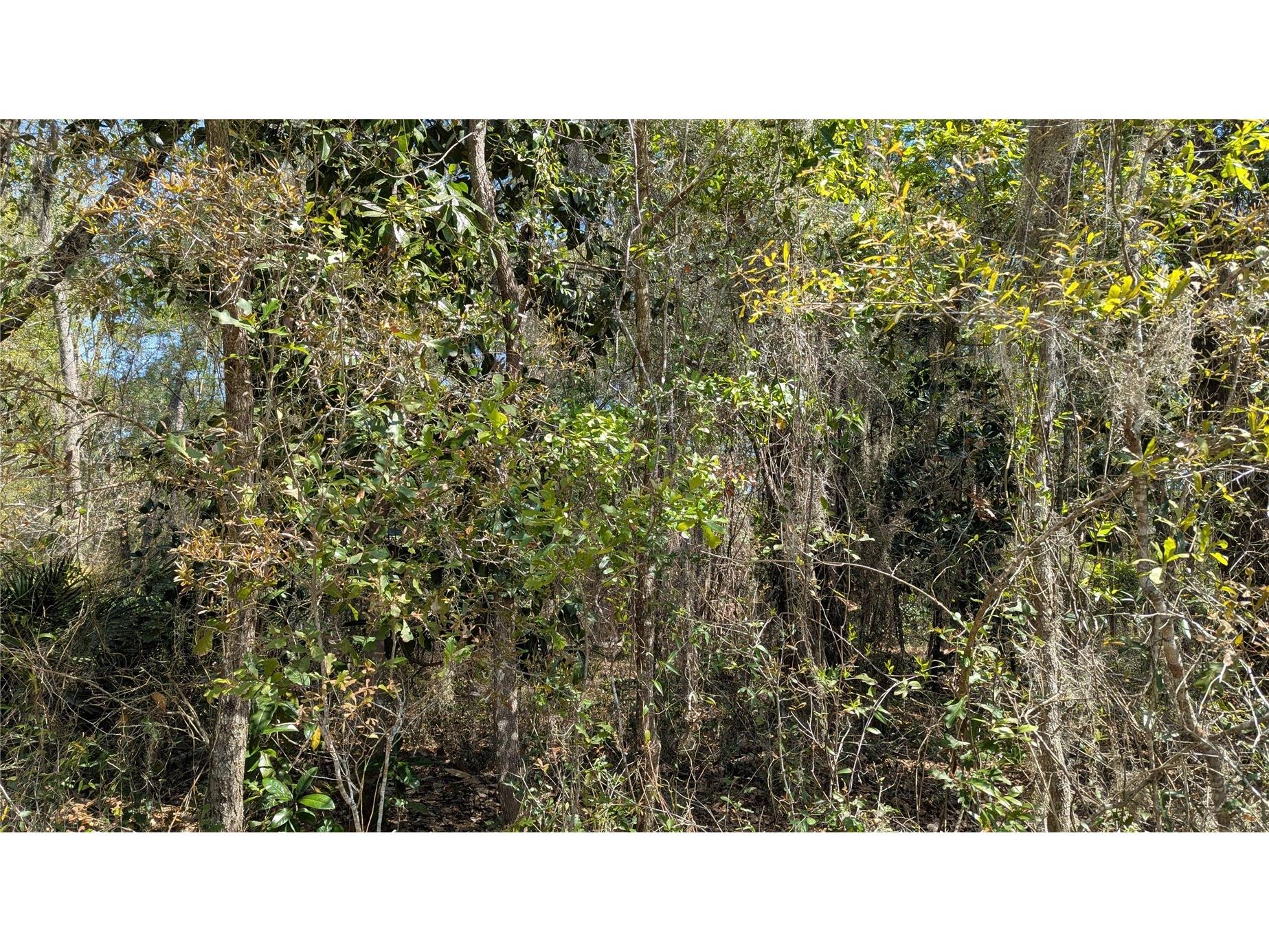 TBD NE County Road 234 Gainesville FL 32641 GC538697 image6