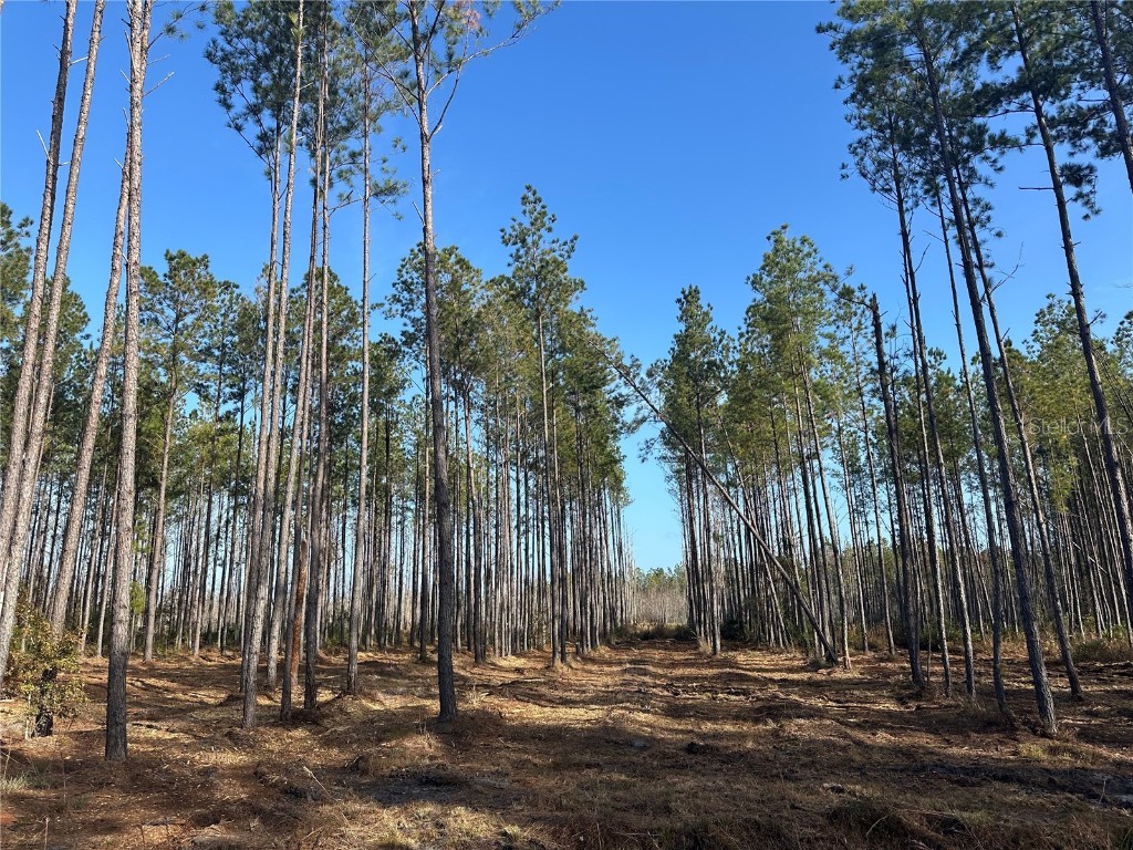 TBD NW 133rd Path Lake Butler FL 32054 A4613068 image1
