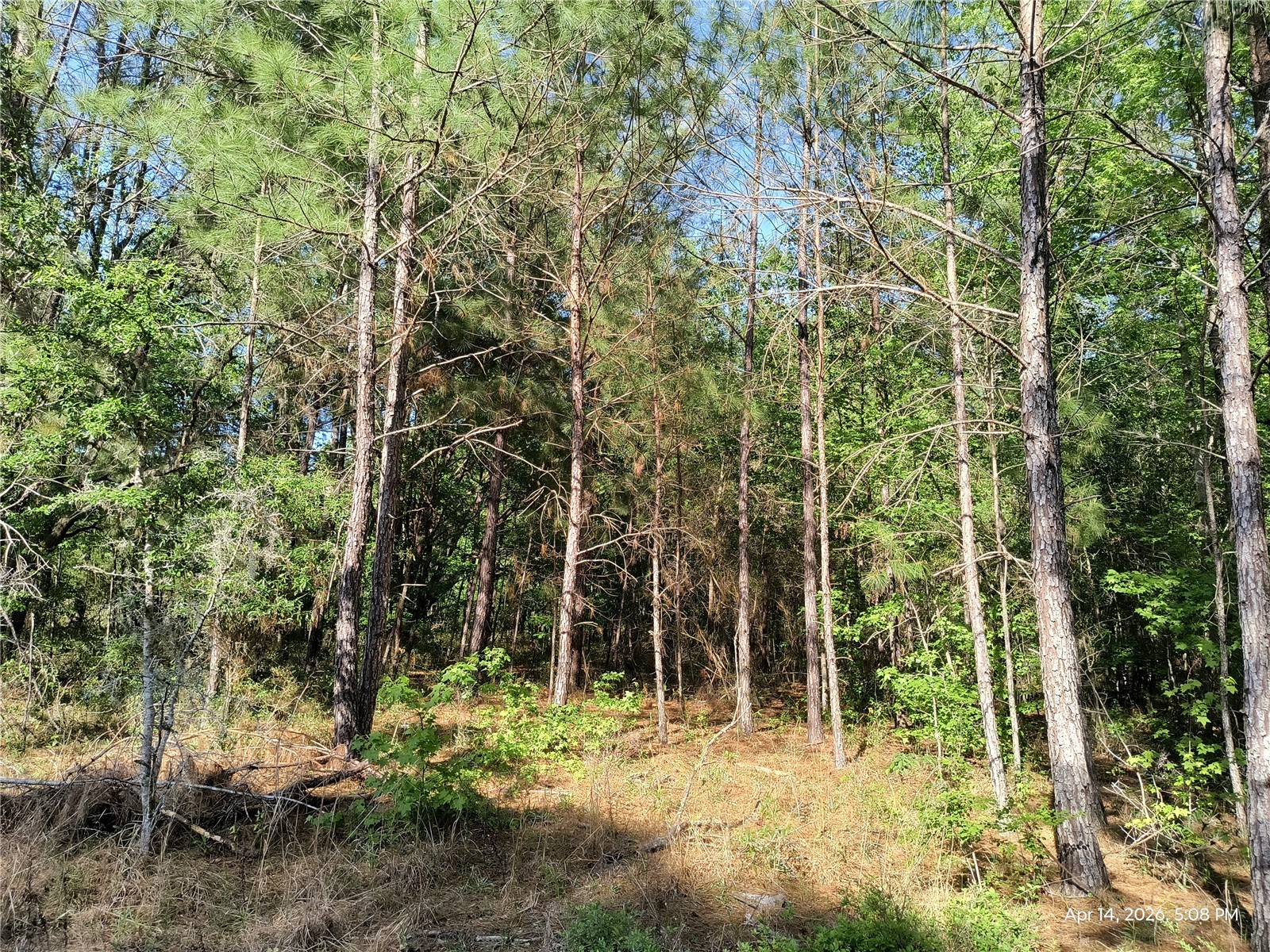 TBD NW 141st Avenue Williston FL 32696 OM723999 image2