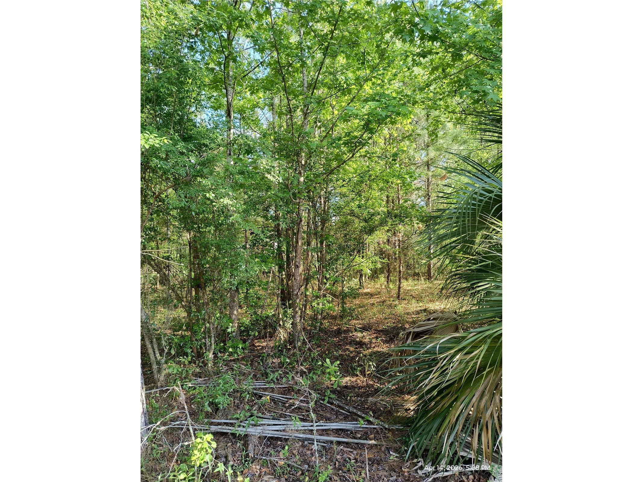 TBD NW 141st Avenue Williston FL 32696 OM723999 image5