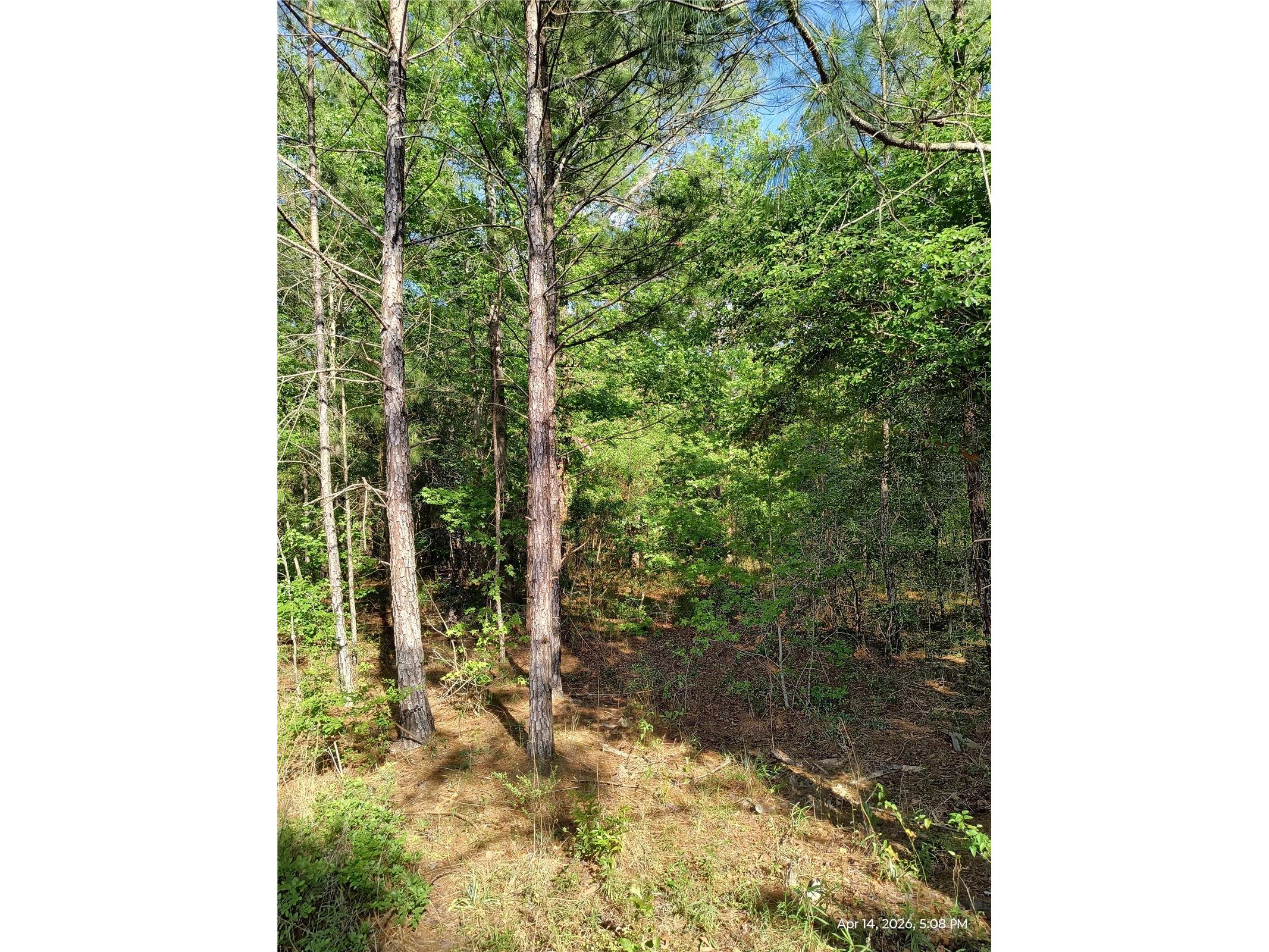 TBD NW 141st Avenue Williston FL 32696 OM723999 image6