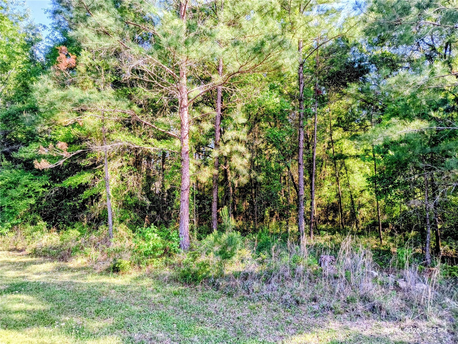 TBD NW 142nd Street Williston FL 32696 OM723965 image1
