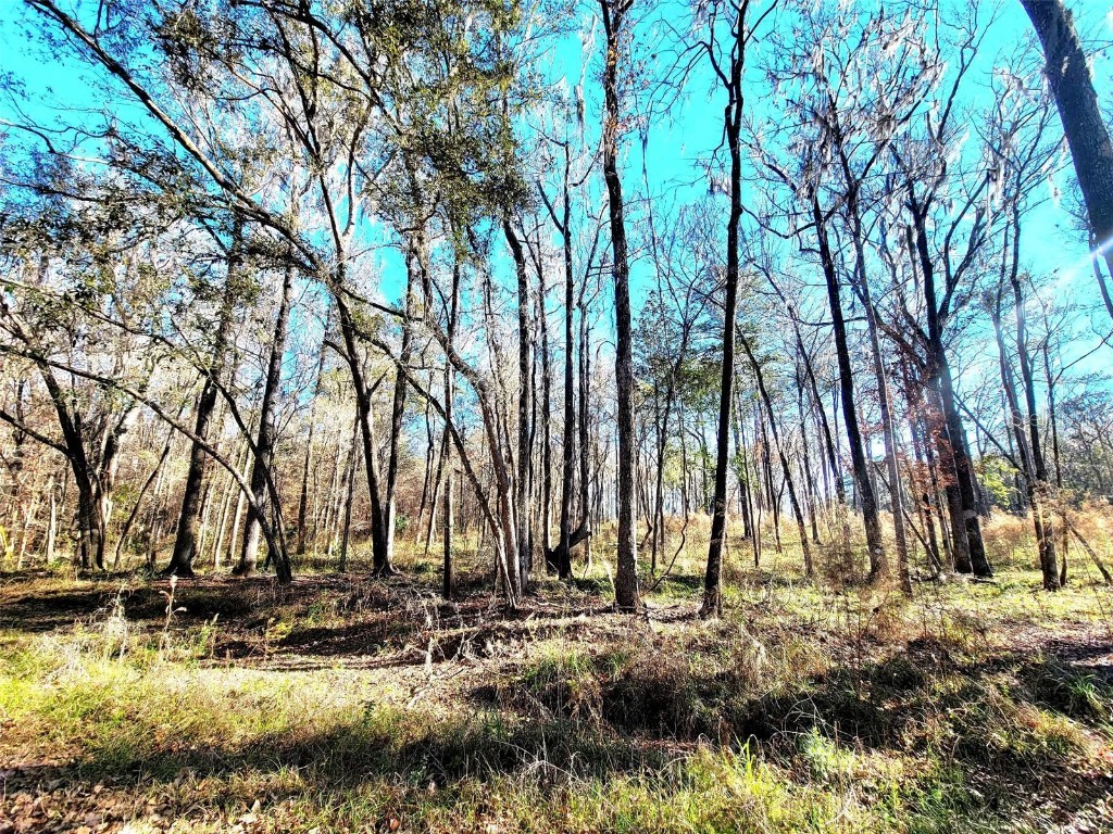 TBD NW 146 Avenue Williston FL 32696 OM651633 image1