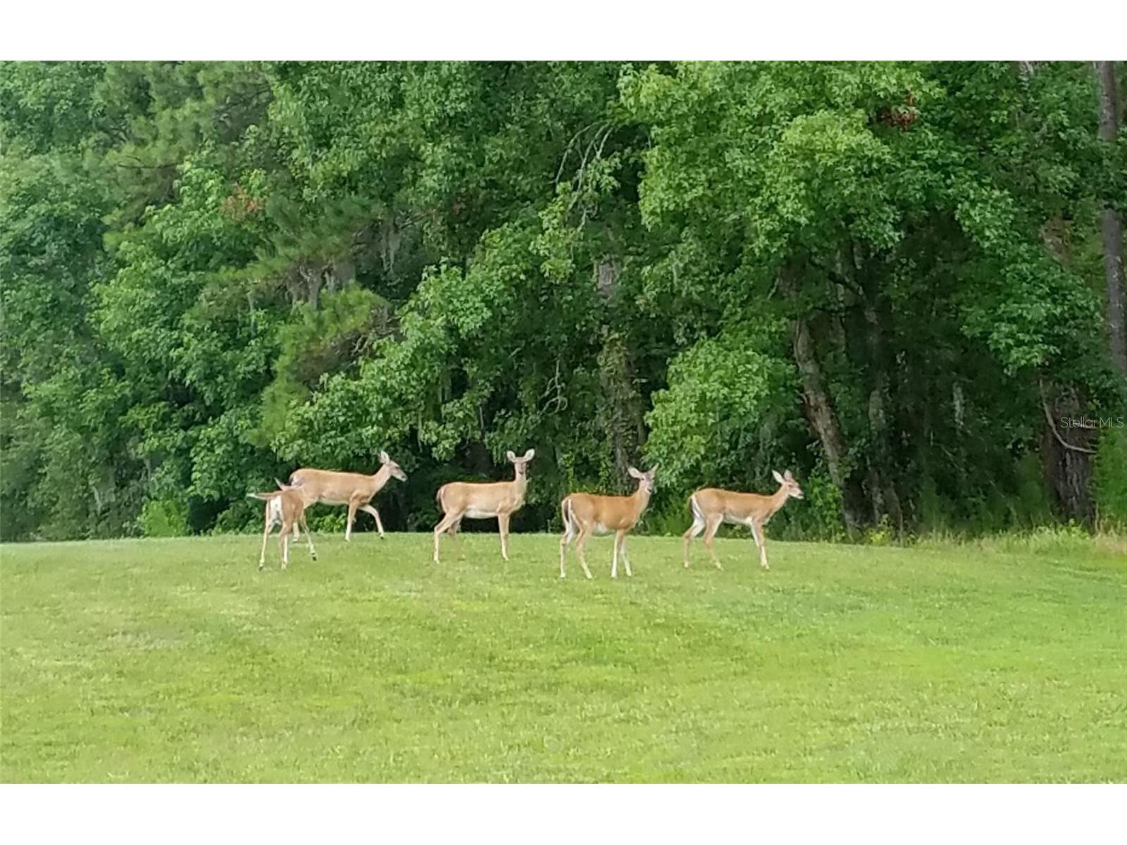 TBD NW 148 Lane Williston FL 32696 OM715692 image5