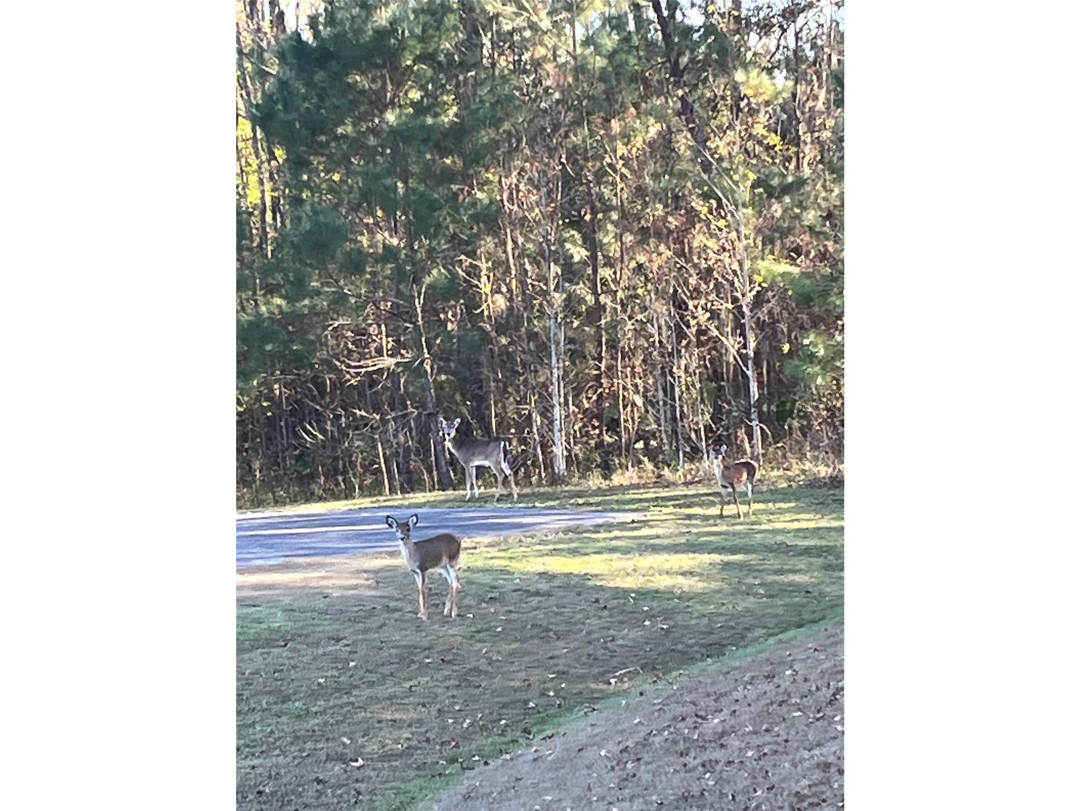 TBD NW 148 Lane Williston FL 32696 OM715692 image6