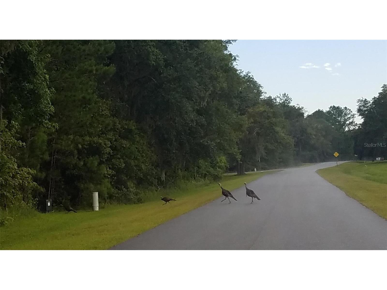 TBD NW 148 Lane Williston FL 32696 OM715692 image7