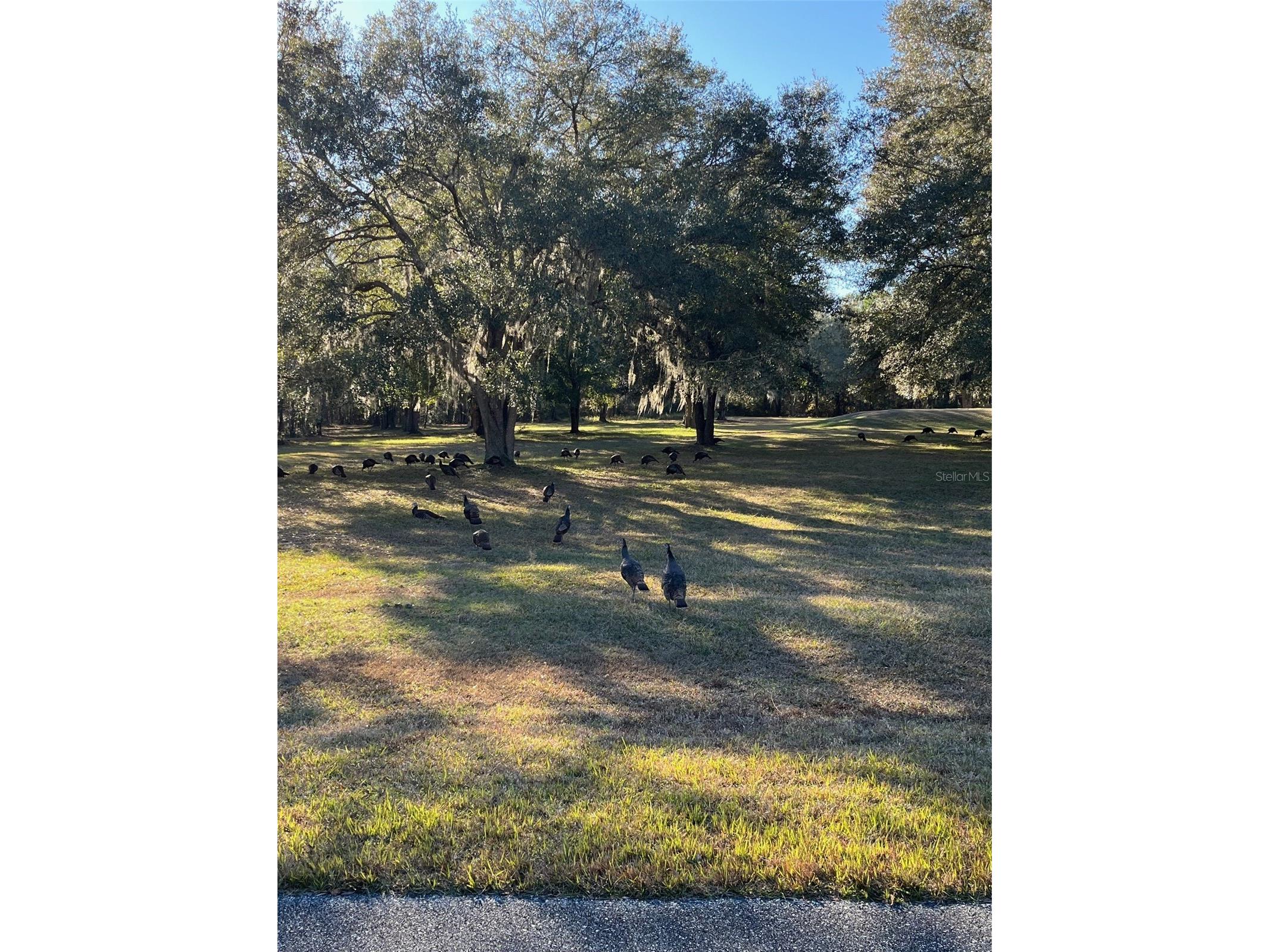 TBD NW 148 Lane Williston FL 32696 OM717971 image4