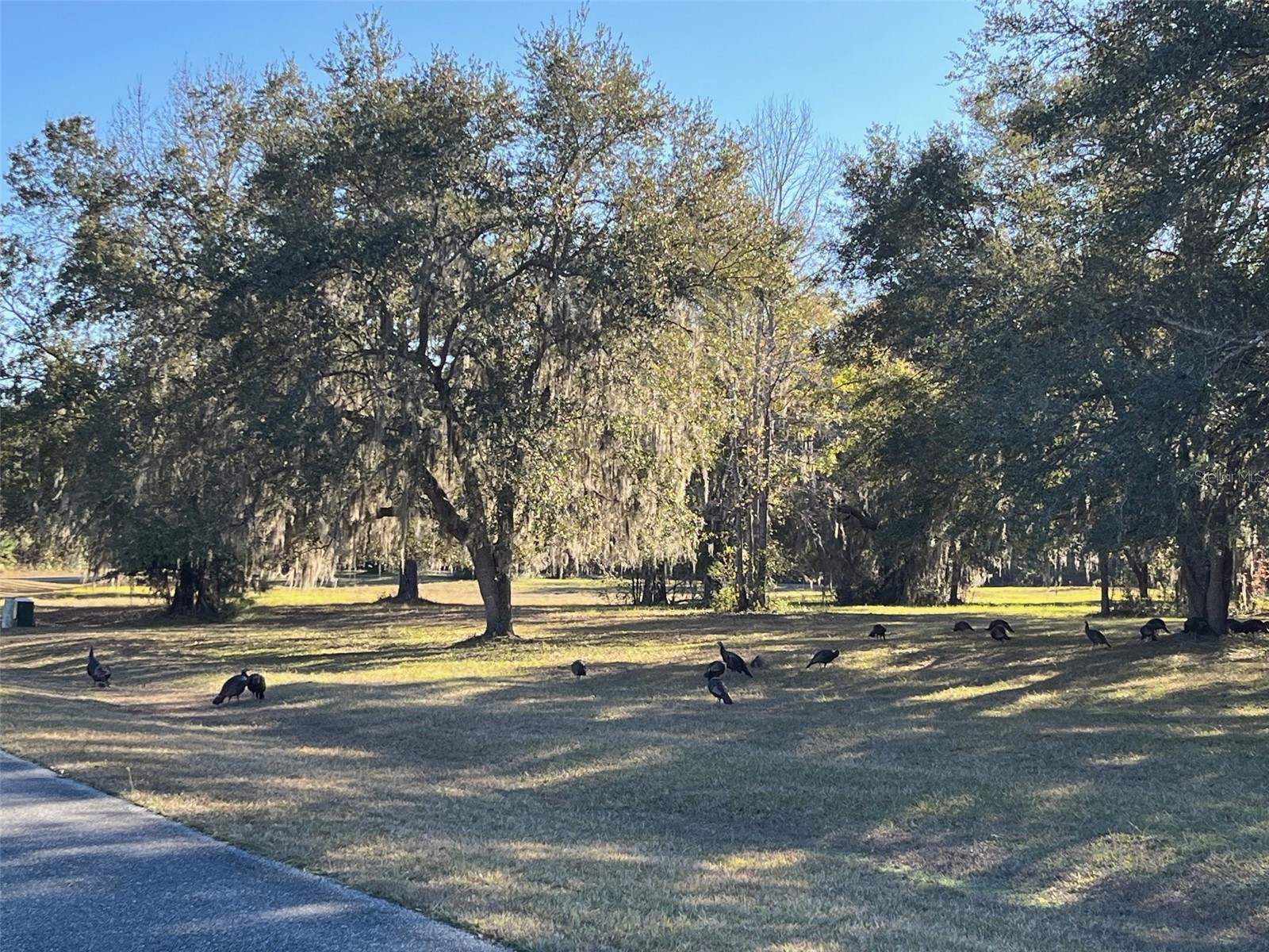 TBD NW 148 Lane Williston FL 32696 OM717971 image5