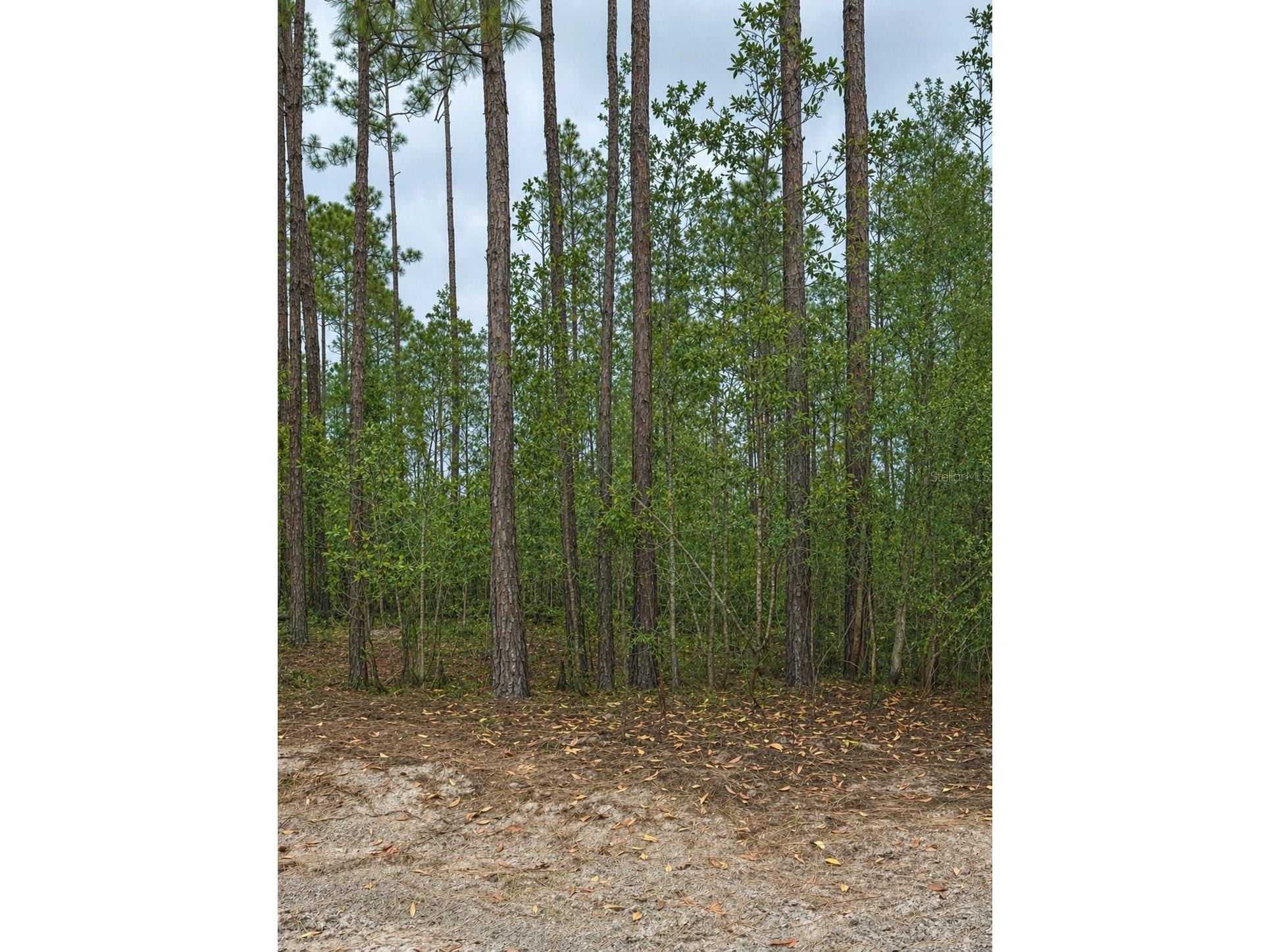 TBD NW 2nd Avenue Palatka FL 32177 GC539891 image1