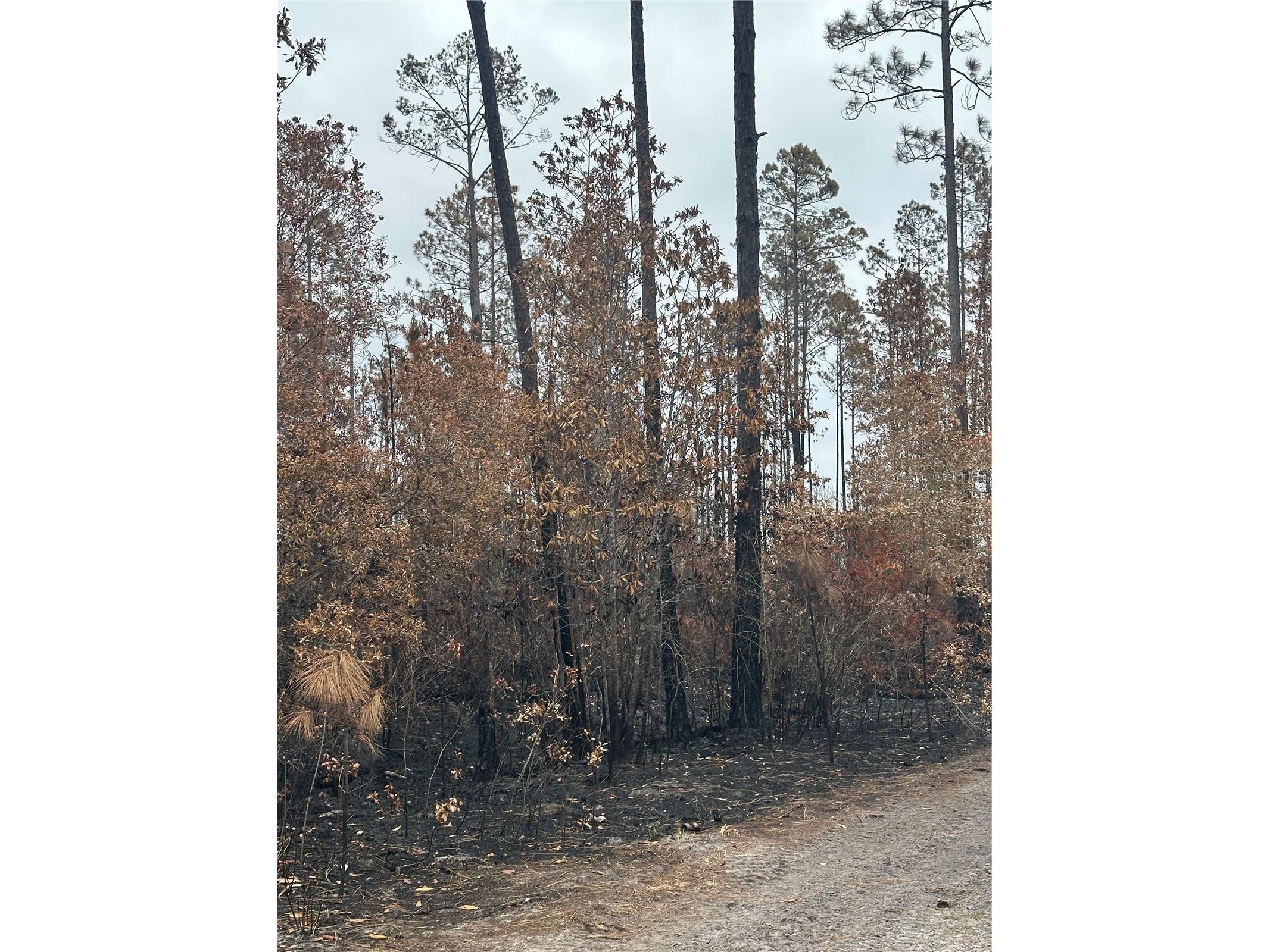 TBD NW 2nd Avenue Palatka FL 32177 GC539891 image2