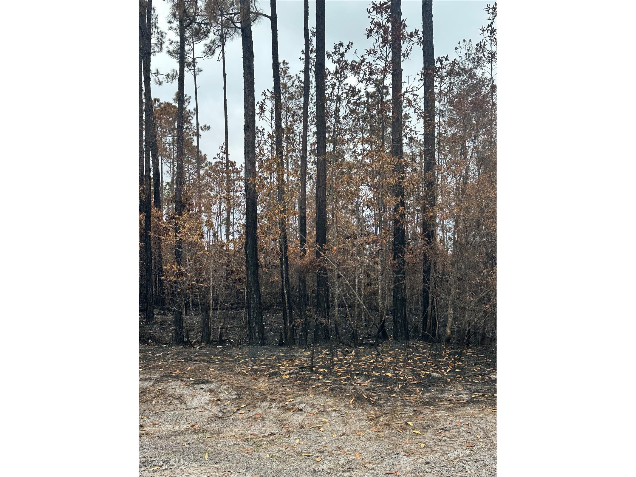 TBD NW 2nd Avenue Palatka FL 32177 GC539891 image3