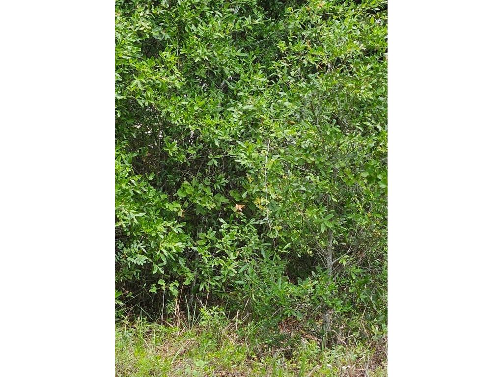 TBD NW 52nd Avenue Ocala FL 34482 OM701929 image5