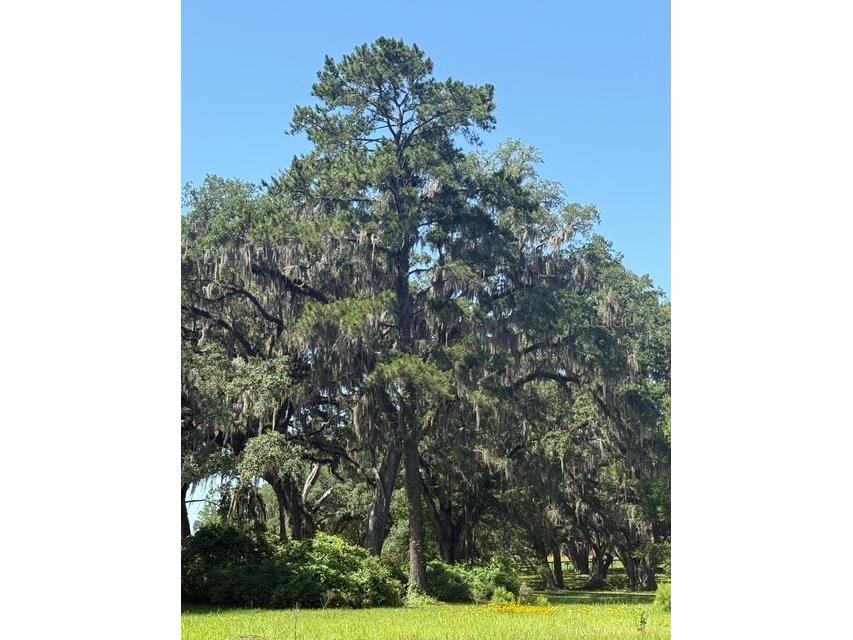 TBD NW 61st Lane Ocala FL 34482 J992760 image1