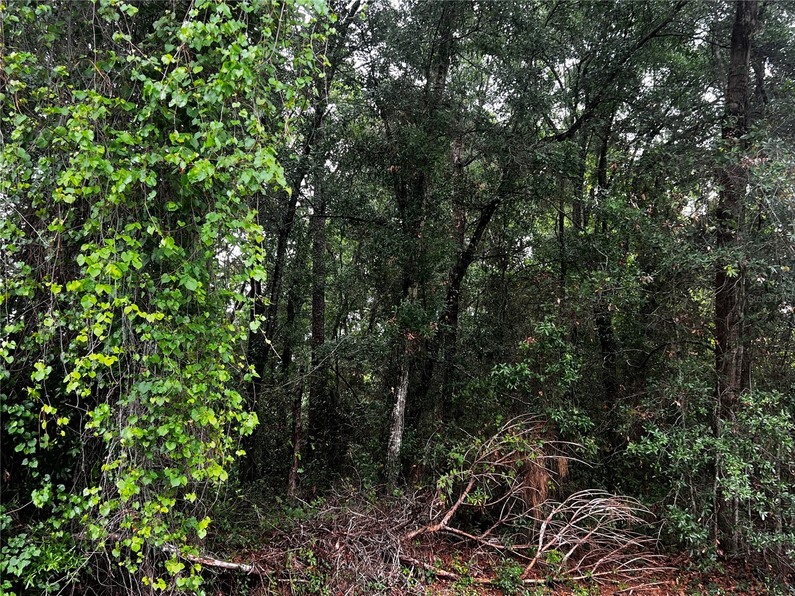 TBD NW 61st Ln. Ocala FL 34482 OM724848 image10