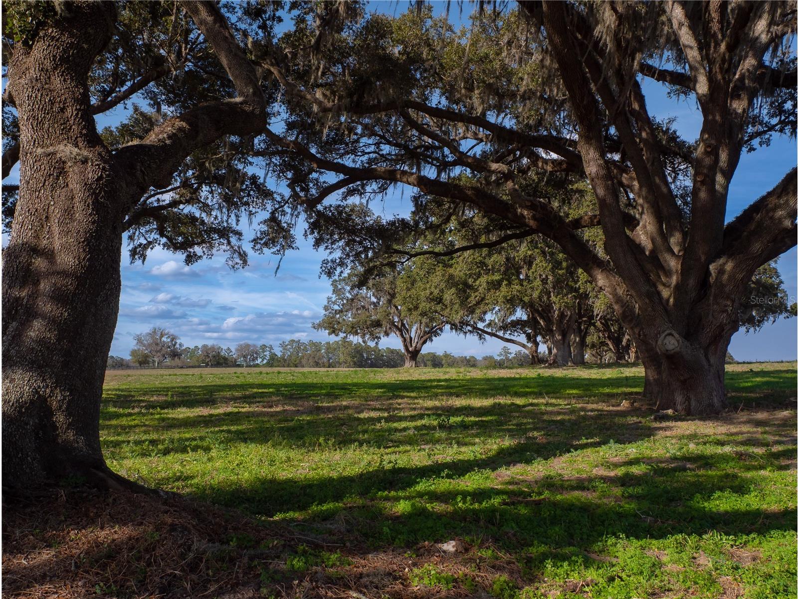 TBD NW Gainesville Road Reddick FL 32686 OM723151 image7