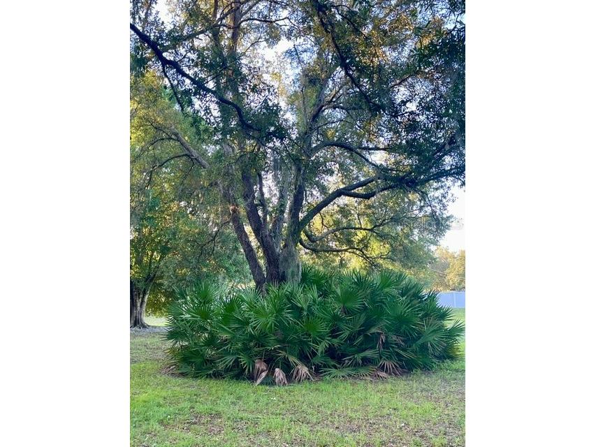 TBD Osceola Drive New Port Richey FL 34654 G5115421 image38