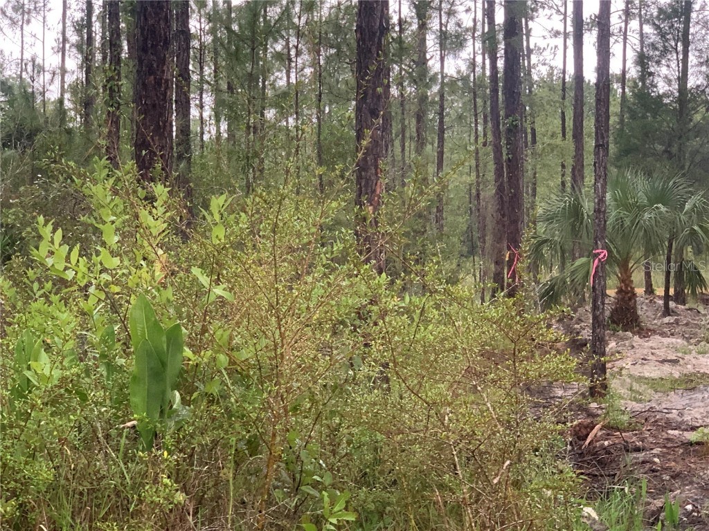 TBD Otter Drive #LOT 44 Webster FL 33597 - Long Lake G5058596 image5