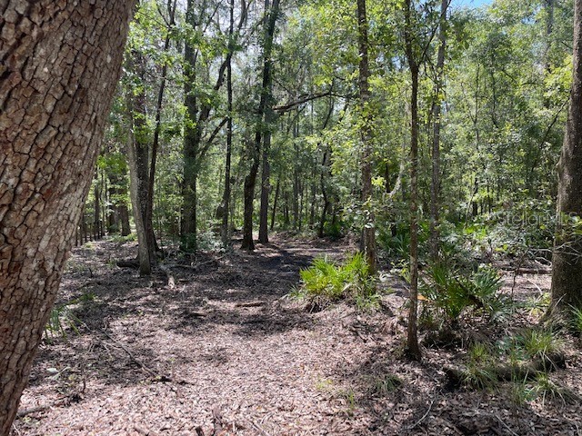 TBD Pine Tree Lane Melrose FL 32666 - LAKE MELROSE OM687193 image1