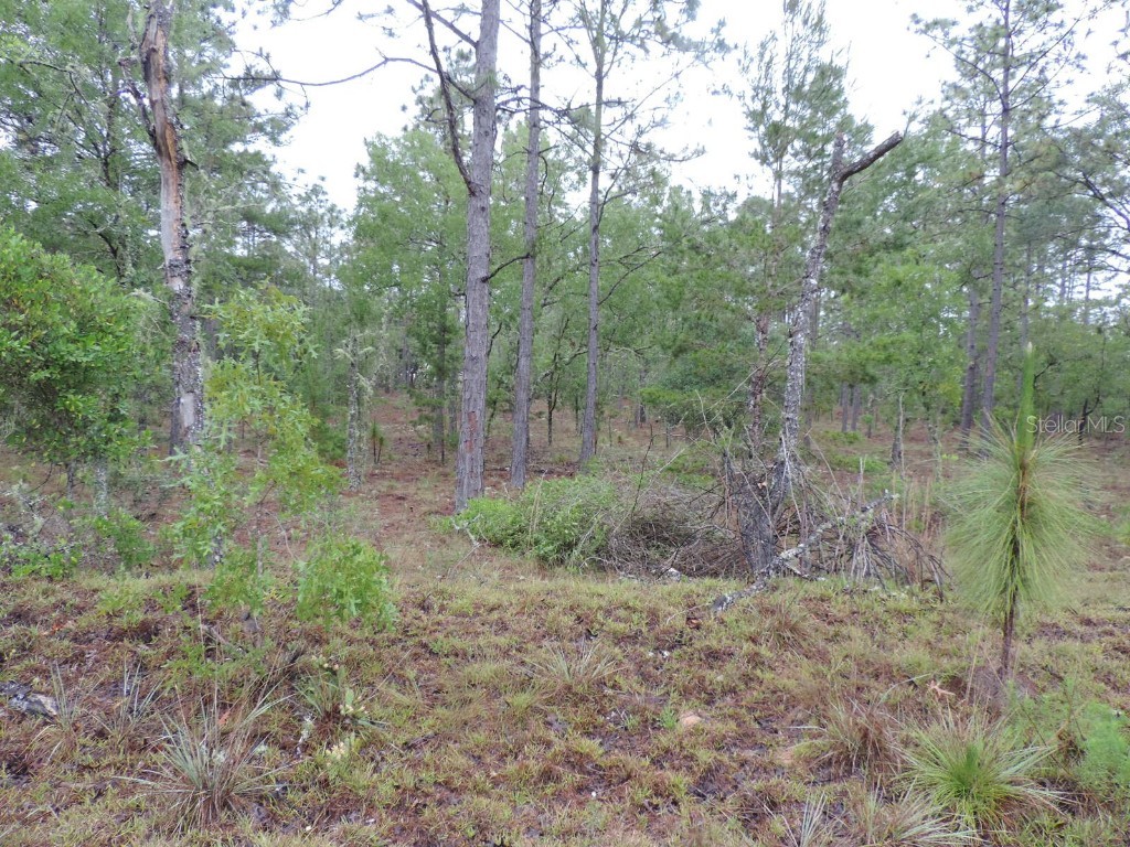 TBD Pony Ridge Dunnellon FL 34431 OM690438 image1