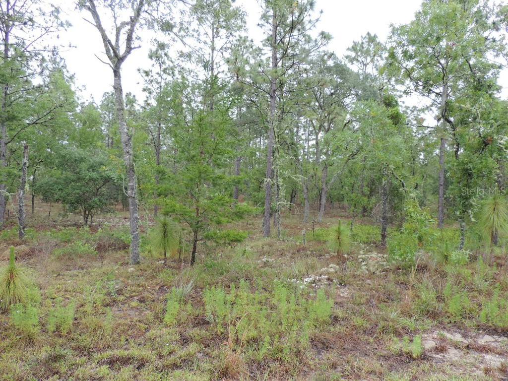 TBD Pony Ridge Dunnellon FL 34431 OM690438 image3