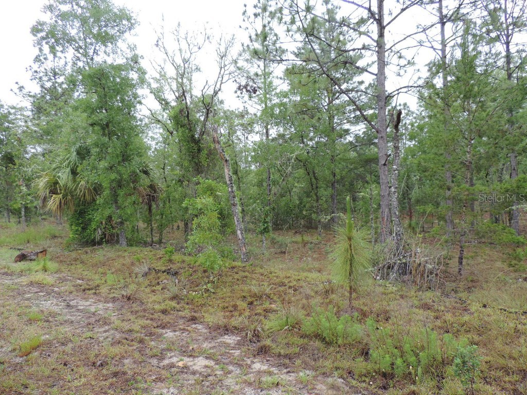 TBD Pony Ridge Dunnellon FL 34431 OM690438 image4