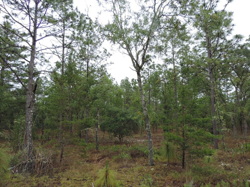 TBD Pony Ridge Dunnellon FL 34431 OM690438 image5