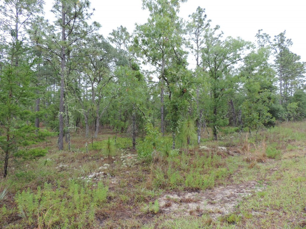TBD Pony Ridge Dunnellon FL 34431 OM690438 image6