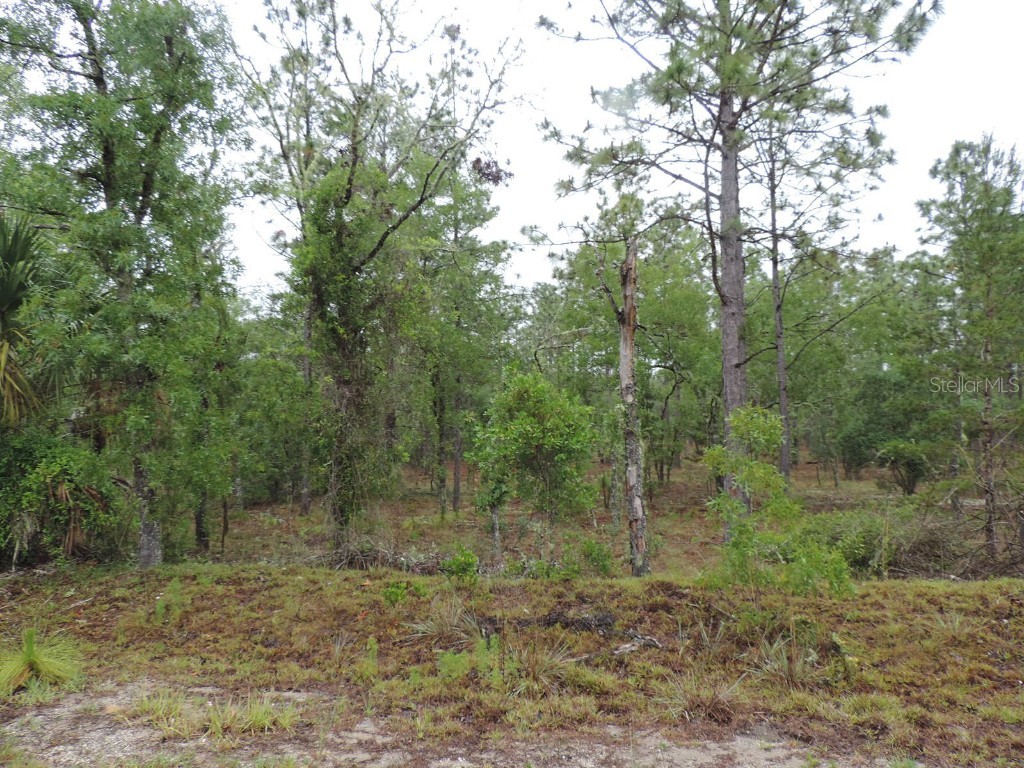 TBD Pony Ridge Dunnellon FL 34431 OM690438 image8