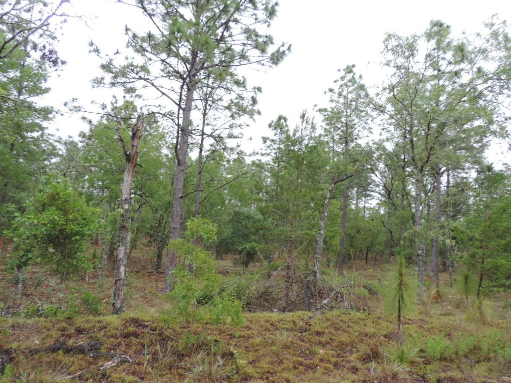 TBD Pony Ridge Dunnellon FL 34431 OM690438 image9