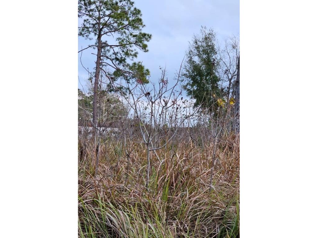 TBD SE 104th Terrace Belleview FL 34420 OM694835 image1