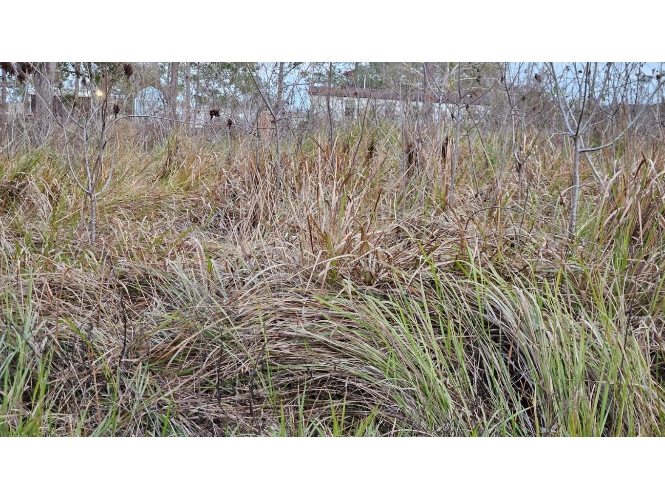 TBD SE 104th Terrace Belleview FL 34420 OM694835 image2