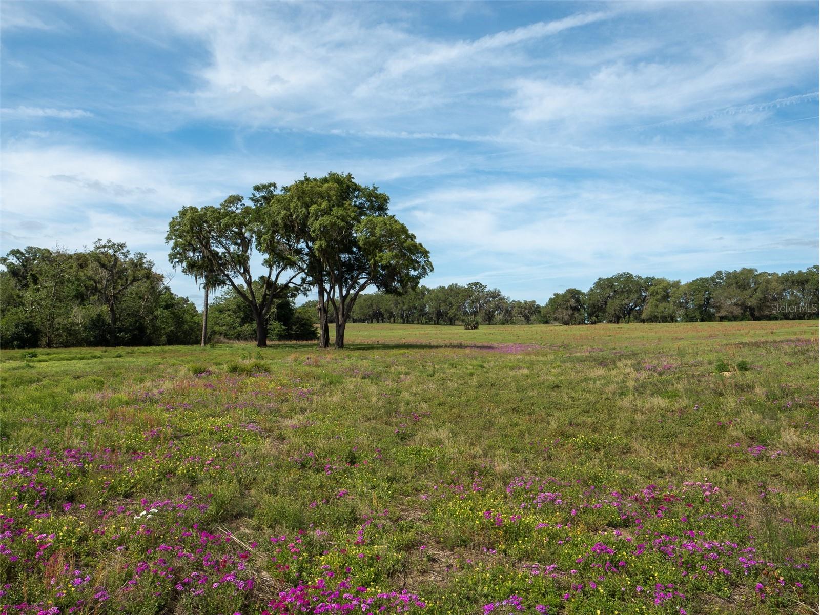 TBD SE 111th Place Ocala FL 34480 OM722387 image11