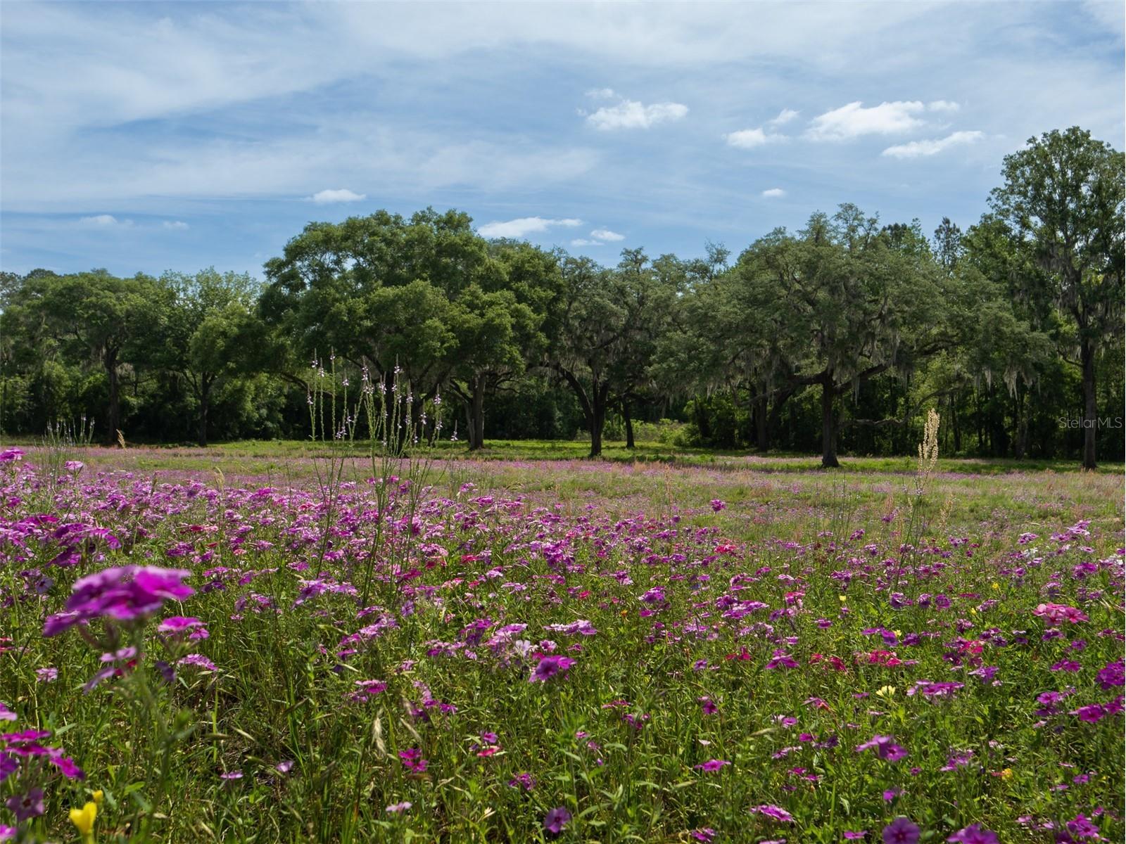 TBD SE 111th Place Ocala FL 34480 OM722387 image7