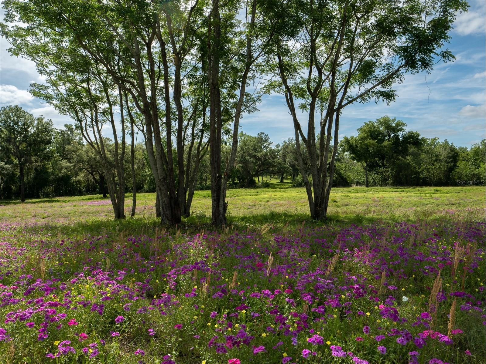 TBD SE 111th Place Ocala FL 34480 OM722387 image8