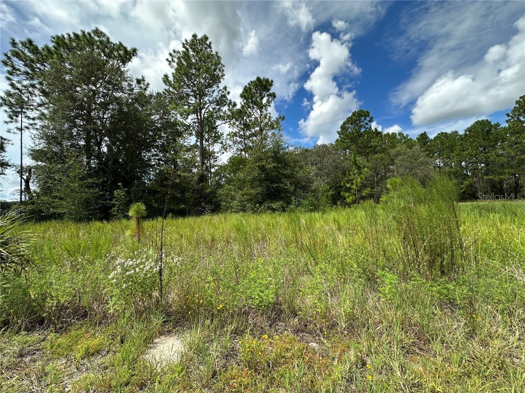 TBD SE 130th Court Dunnellon FL 34431 OM709873 image3