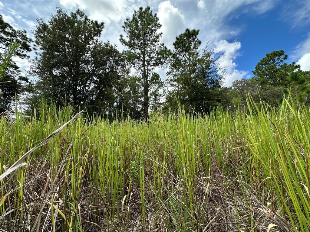 TBD SE 130th Court Dunnellon FL 34431 OM709873 image5