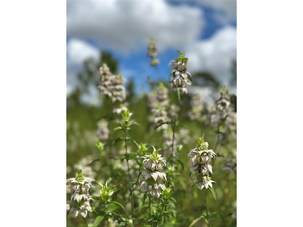 TBD SE 130th Court Dunnellon FL 34431 OM709873 image7