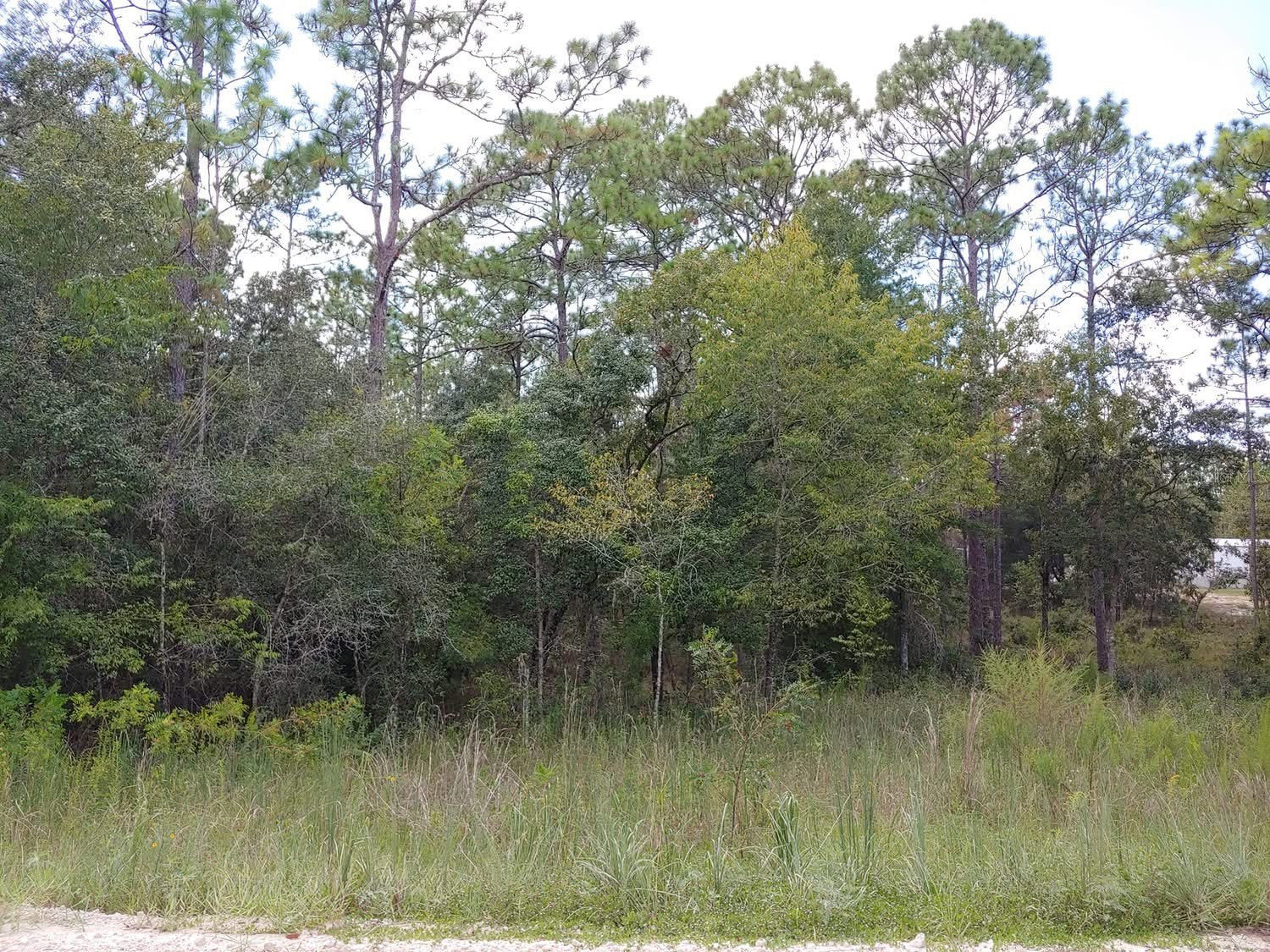 TBD SE 150th Avenue Morriston FL 32668 OM720868 image1