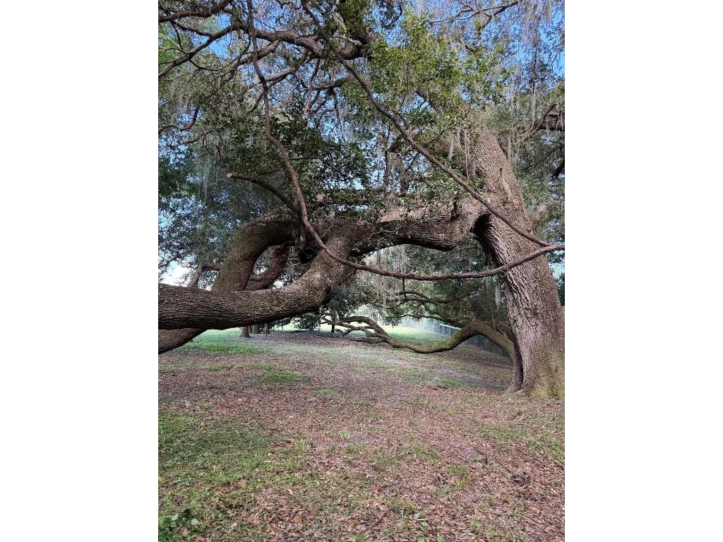 TBD SE 150th St Summerfield FL 34491 OM705686 image14