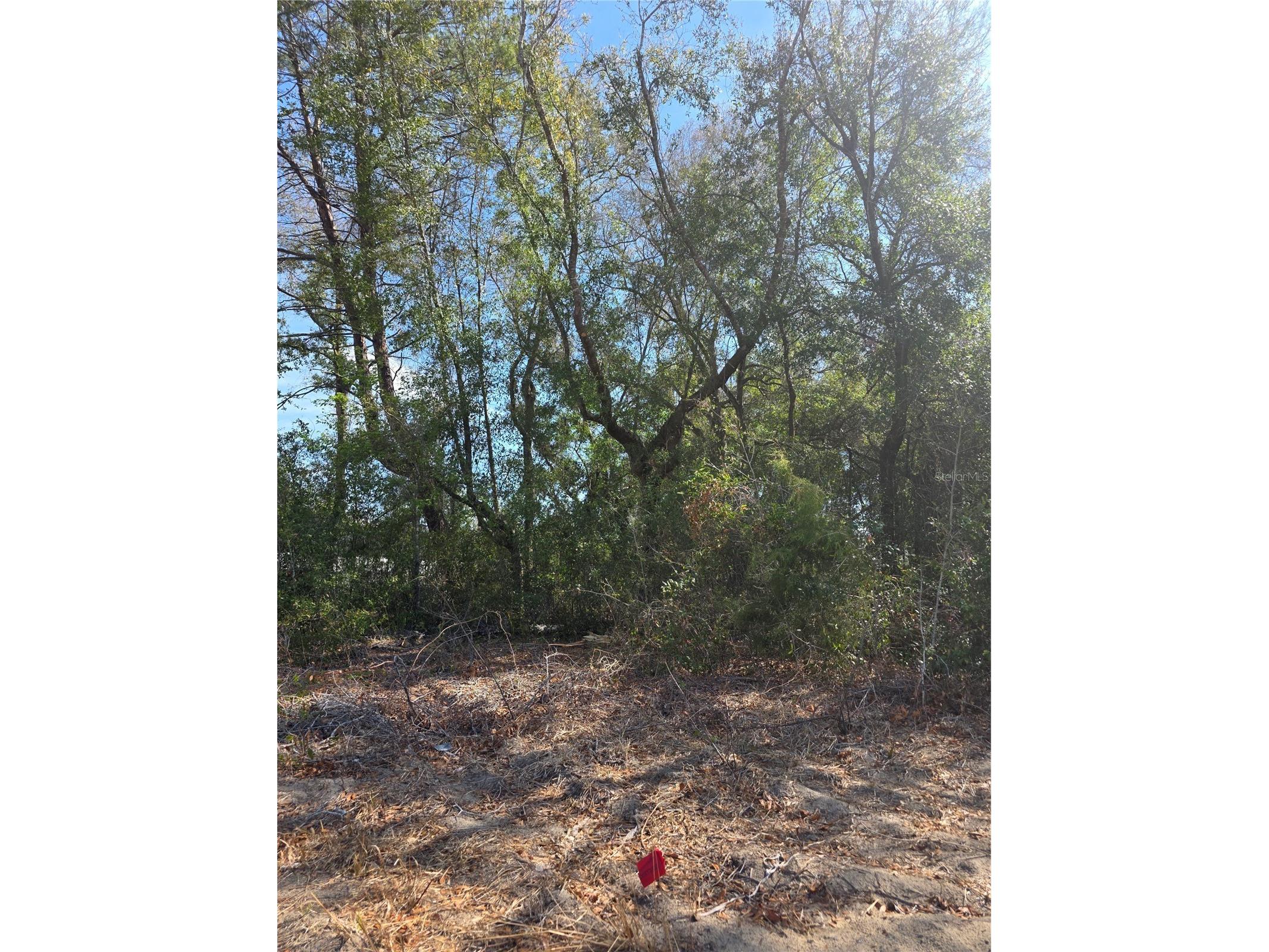 TBD SE 161st Street Summerfield FL 34491 G5108535 image1