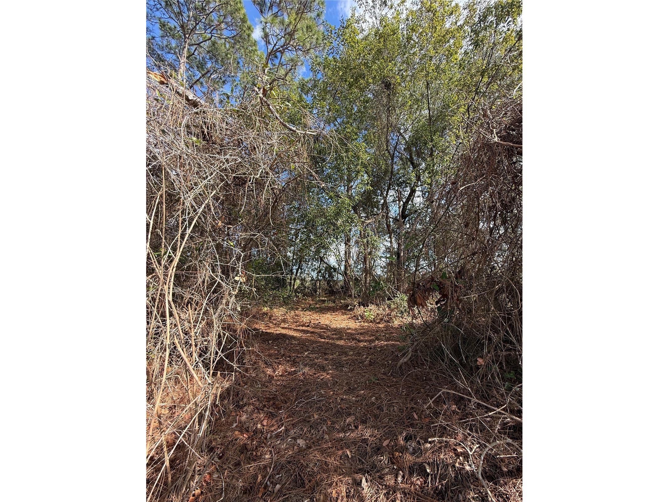 TBD Se 190th Avenue Silver Springs FL 34488 TB8468740 image5