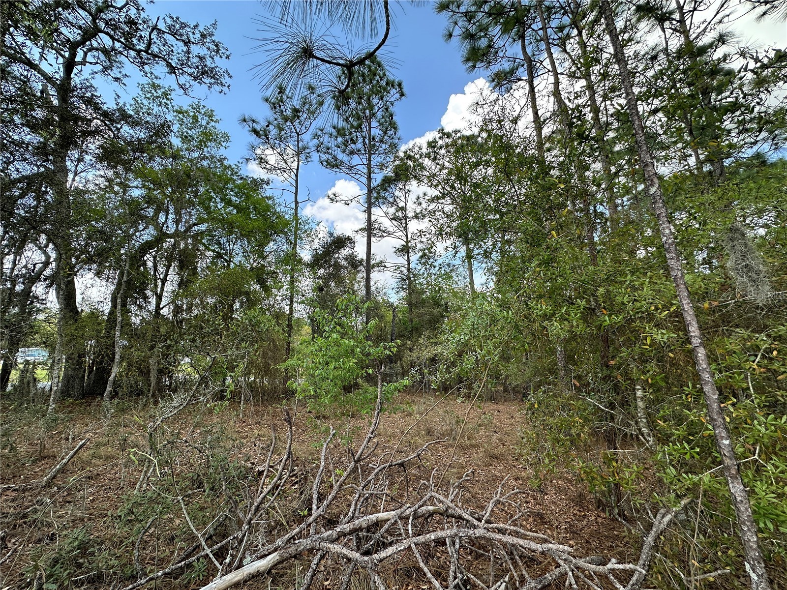 TBD SE 30th Street Morriston FL 32668 OM720263 image4