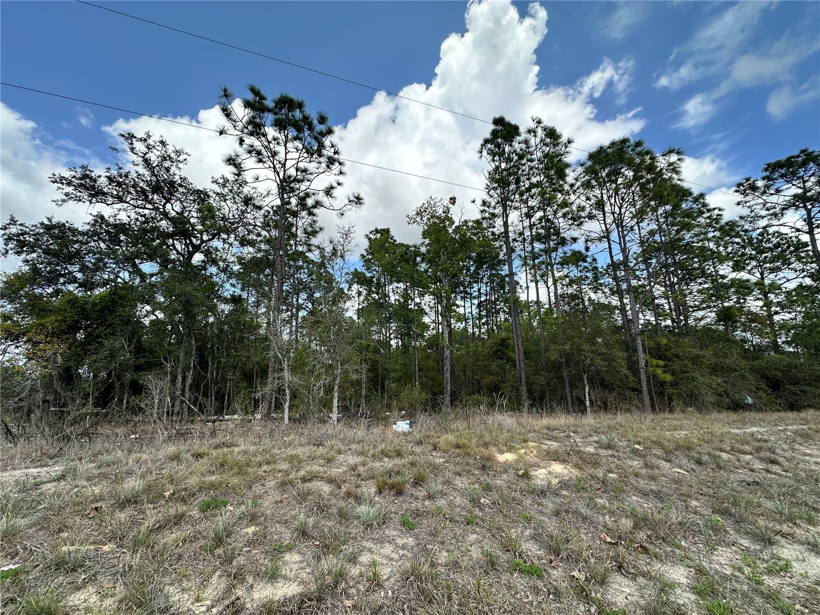 TBD SE 30th Street Morriston FL 32668 OM720263 image7